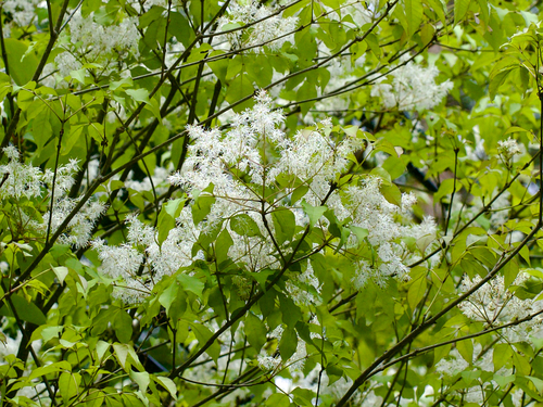 Siebold Ash (Fraxinus sieboldiana)