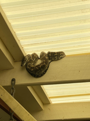 Coastal Carpet Python sighting