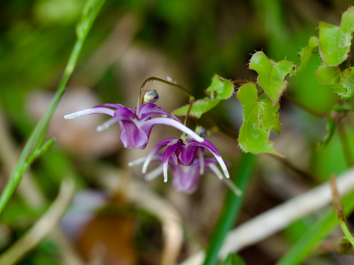large-flowered barrenwort (Epimedium grandiflorum)