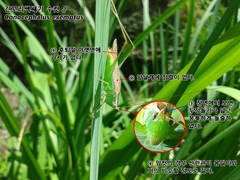 Conocephalus exemptus