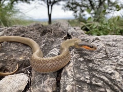 Red-Lipped Snake photo 5