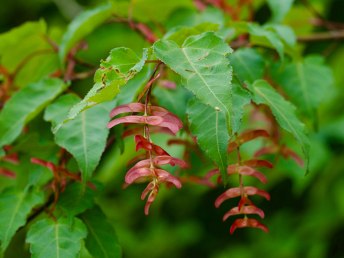 Hawthorn-leaved Maple (Acer crataegifolium)