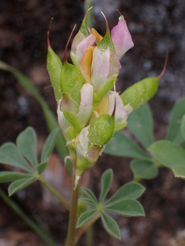 Image of Lupinus stiversii by (c) Cricket Raspet, some rights reserved (CC BY)