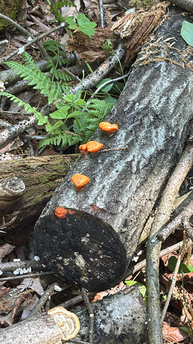 Trametes coccinea