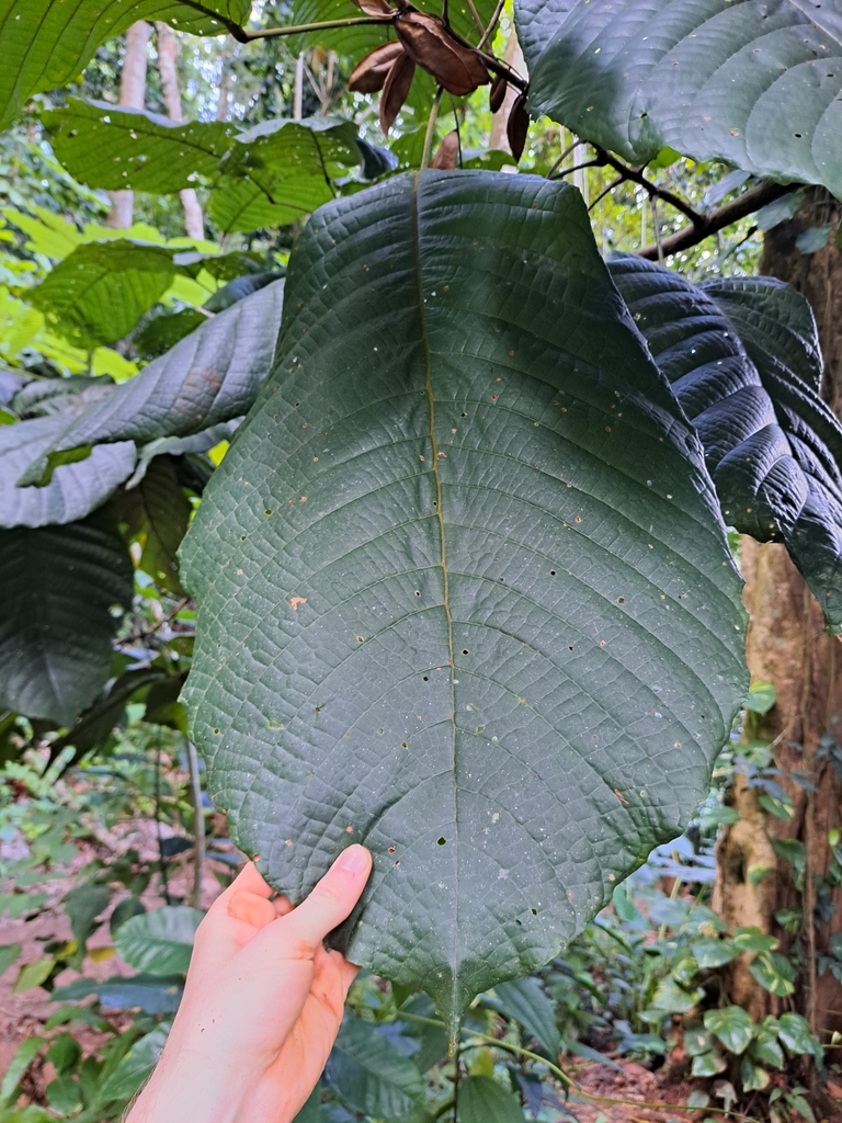 Dentate Burr-wood