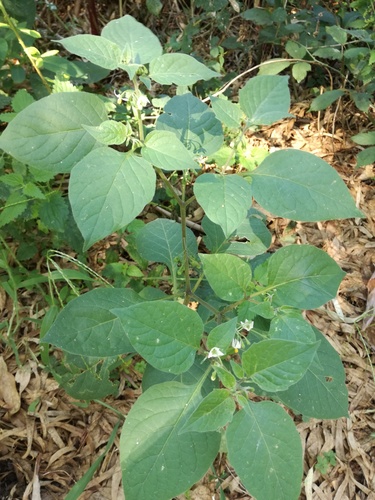 Black nightshade