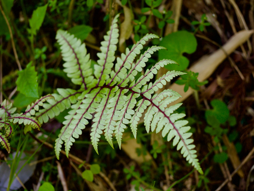 Athyrium otophorum iNat (3)