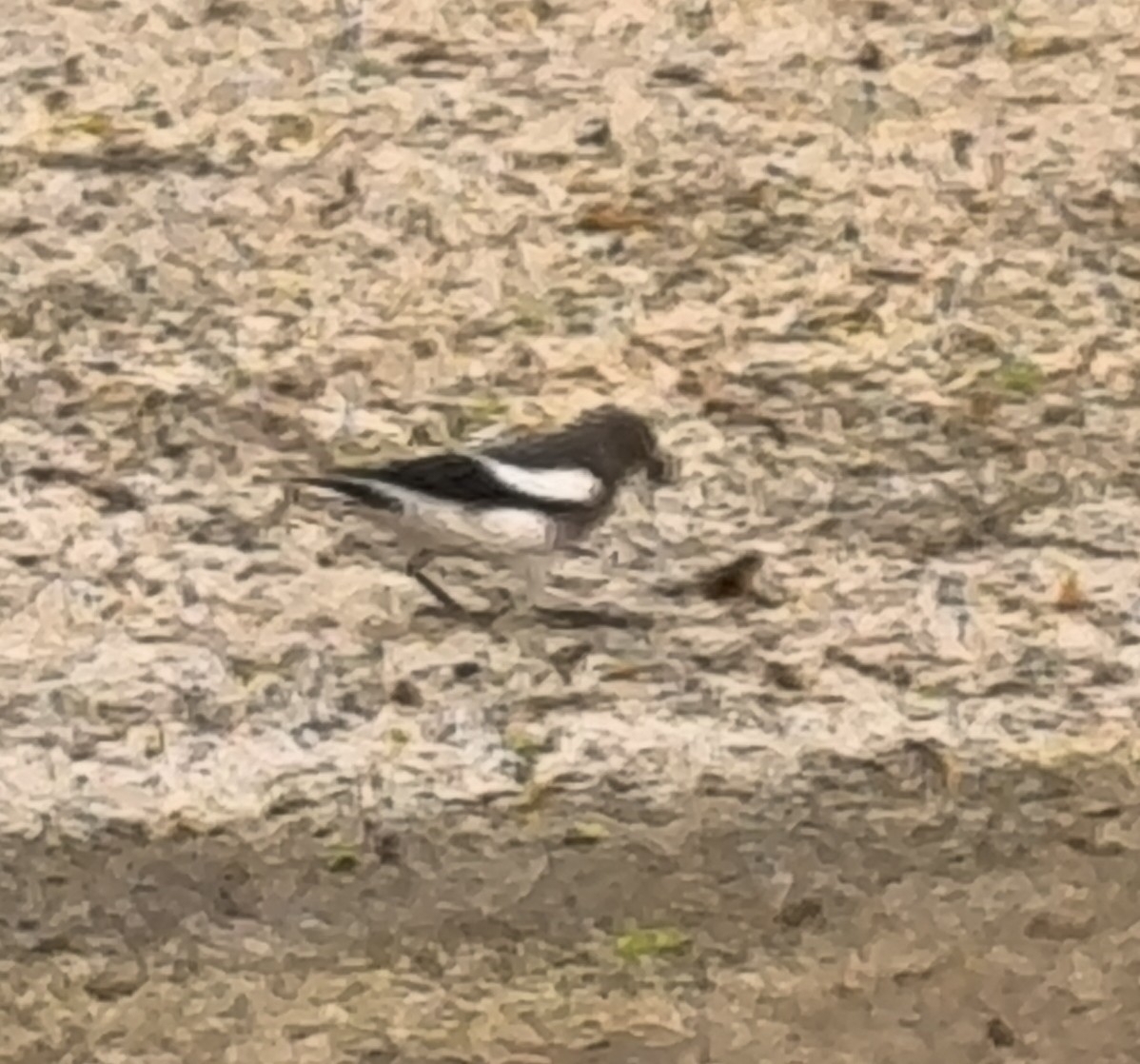 White-shouldered Starling
