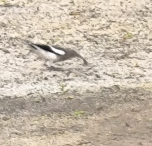 White-shouldered Starling