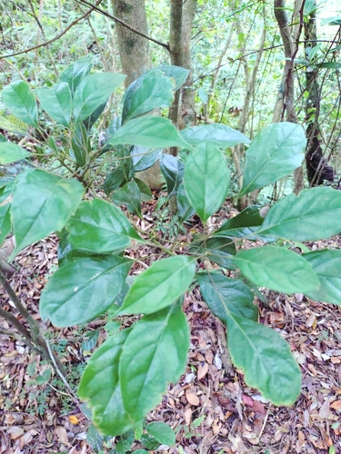Meliosma squamulata iNat (3)