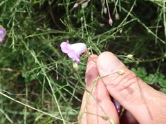 Agalinis strictifolia