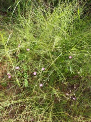 Agalinis strictifolia