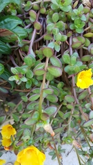Portulaca oleracea