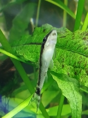 Dwarf Otocinclus photo 4