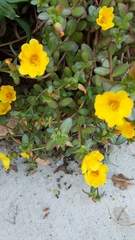 Portulaca oleracea