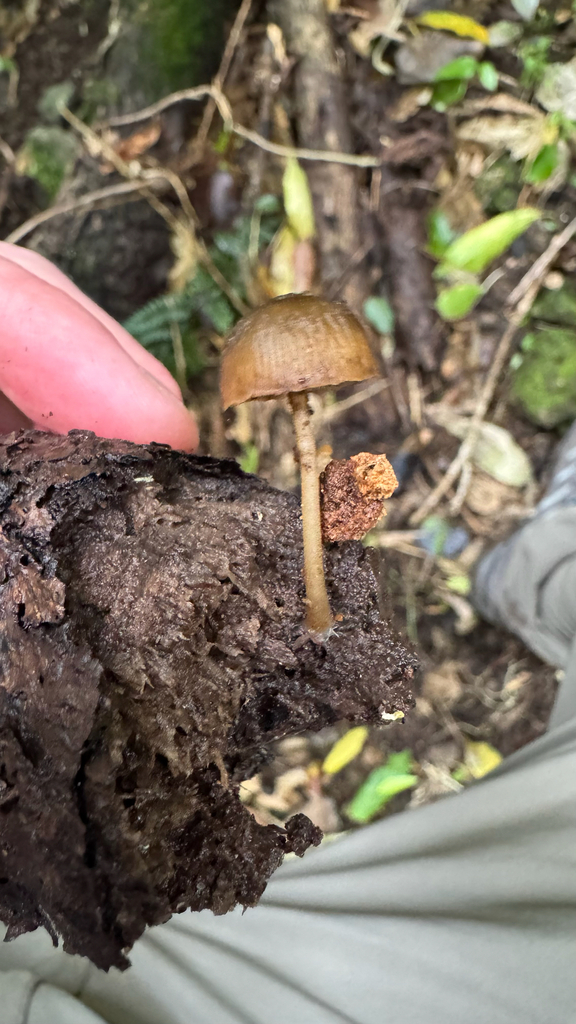 Simocybe phlebophora · May 2025 · photo: © frankashwood (iNaturalist, cc-by)