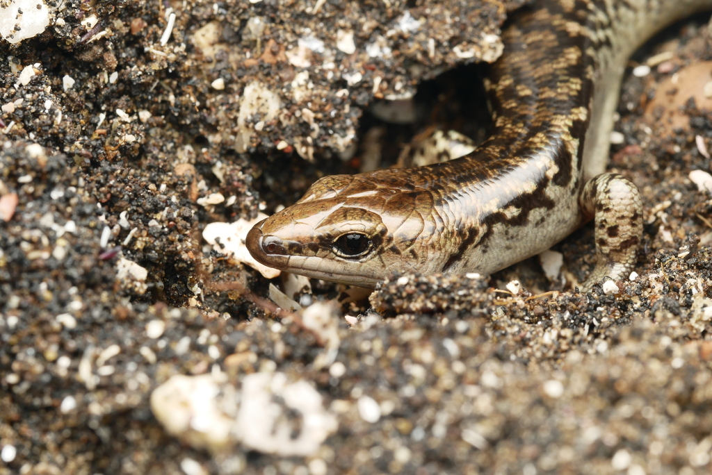 Suter's Skink