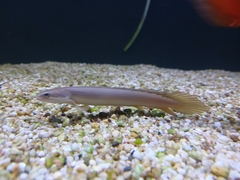 Gray Bichir photo 4