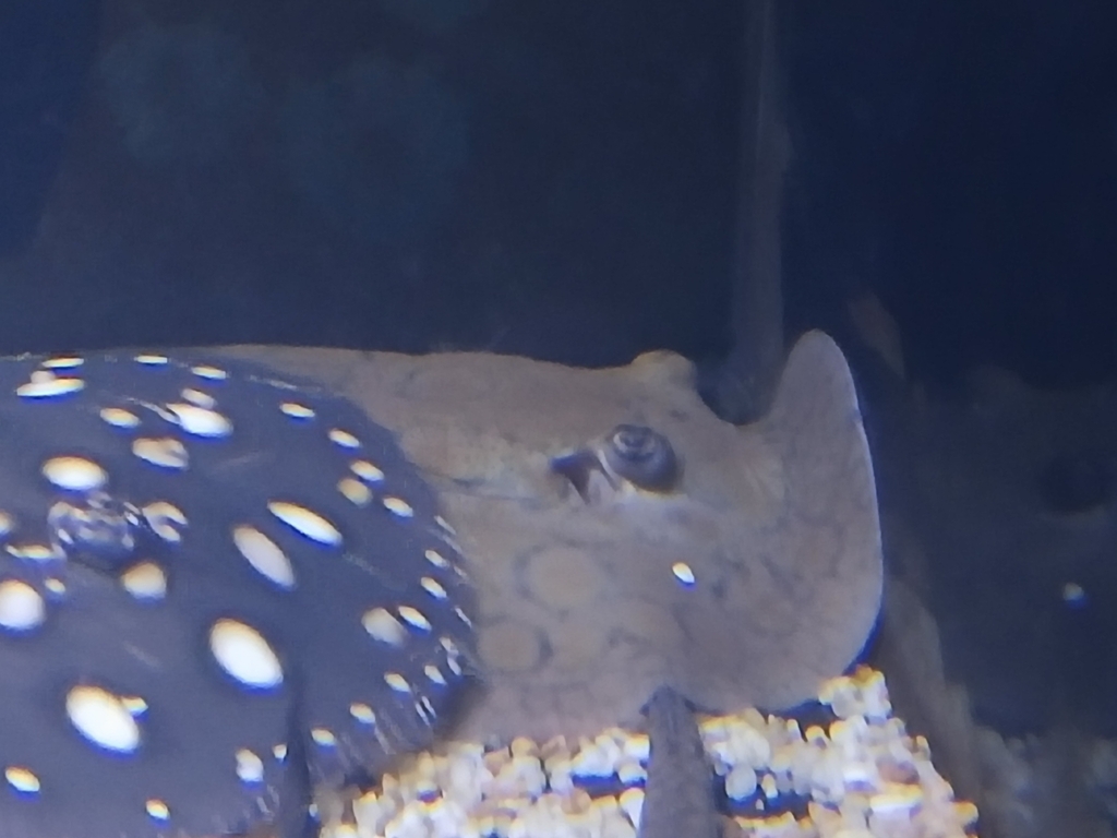 Zoetwaterpijlstaartrog (Potamotrygon hystrix) — Potamotrygonidae