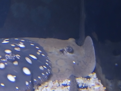 Porcupine river stingray (Potamotrygon hystrix) — Potamotrygonidae