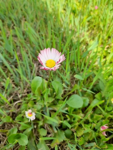 Lawn daisy