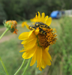 Acmaeodera amplicollis