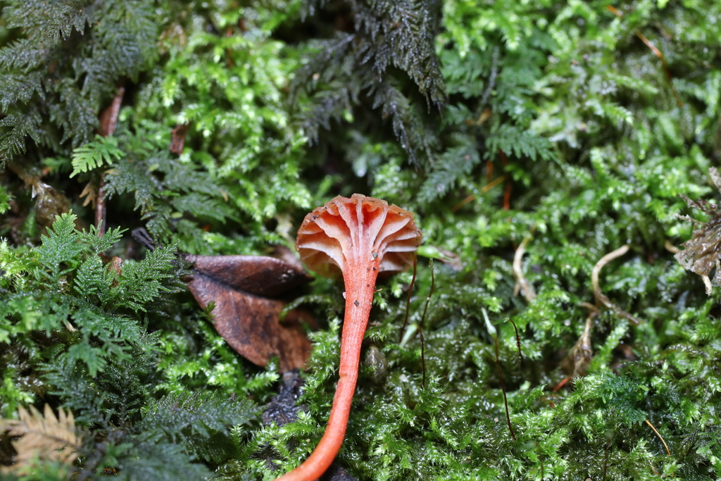Hygrocybe cantharellus · May 2025 · photo: © katsinabox (iNaturalist, cc-by)