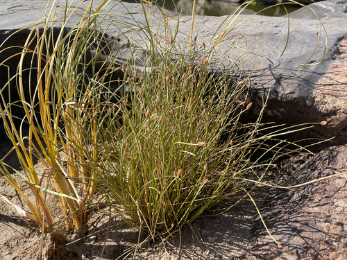 Eleocharis montana observed 2025-05-03