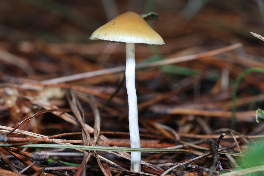 Psilocybe subaeruginosa · May 2025 · photo: © katsinabox (iNaturalist, cc-by)