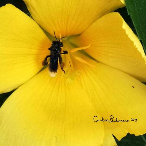 Black Slender-Stingless bee