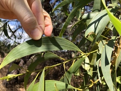 Acacia crassicarpa