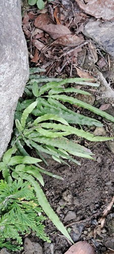 Pteris kidoi iNat (3)