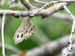 Cercyonis pegala utahensis