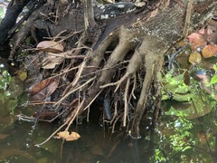 Pterocarpus officinalis