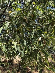Acacia crassicarpa