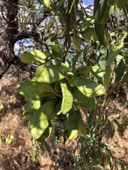 Acacia crassicarpa