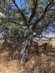 Acacia crassicarpa