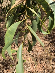Acacia crassicarpa