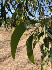 Acacia crassicarpa