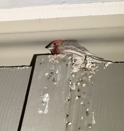 iNaturalist observation photo of House Finch