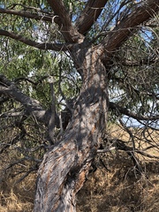 Acacia crassicarpa