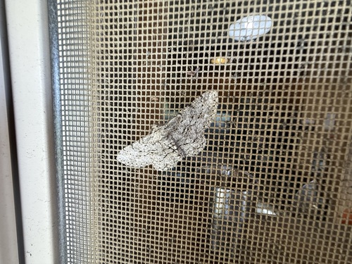 iNaturalist observation photo of Boarmiini