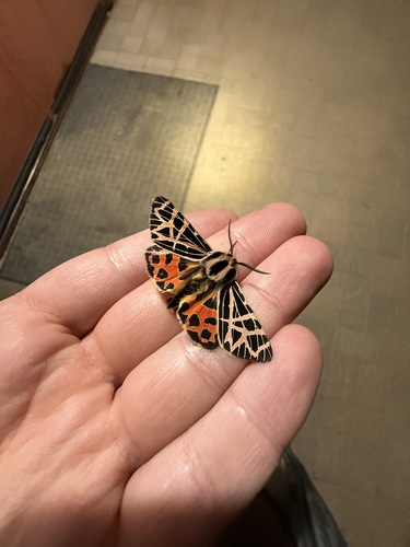 iNaturalist observation photo of Ornate Tiger Moth