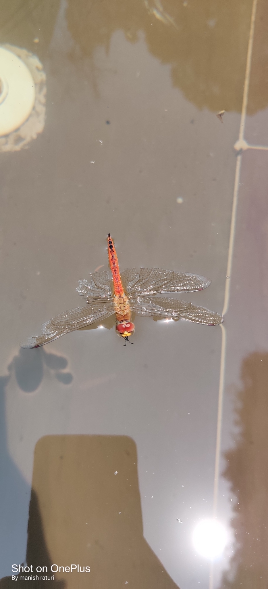 Globe Skimmer