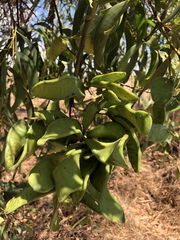Acacia crassicarpa