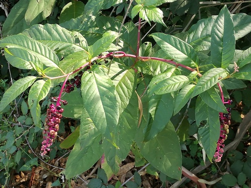 American pokeweed