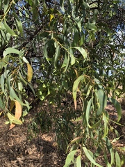 Acacia crassicarpa