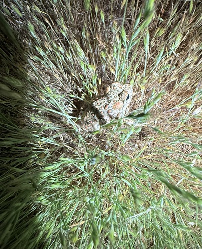 iNaturalist observation photo of Western Toad