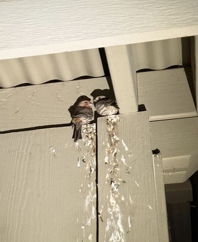 iNaturalist observation photo of House Finch