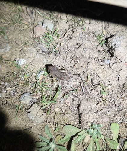 iNaturalist observation photo of Pacific chorus frog
